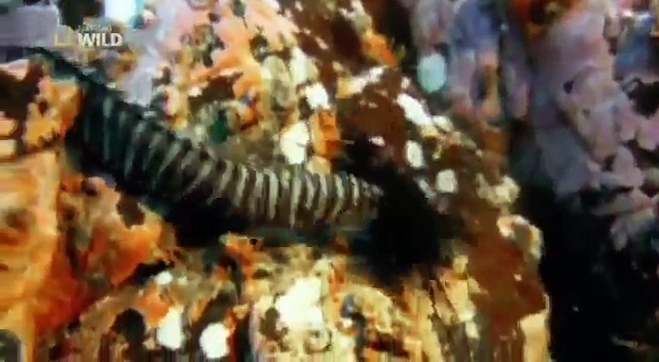 Die gruseligsten Tiere der Welt Deutsche Reportage über die gruseligsten Tiere der Welt