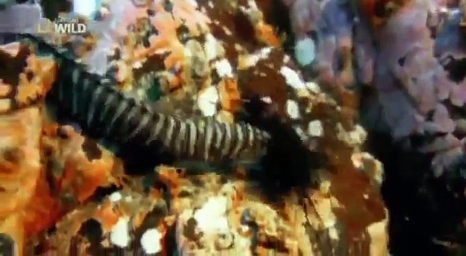 Die gruseligsten Tiere der Welt Deutsche Reportage über die gruseligsten Tiere der Welt