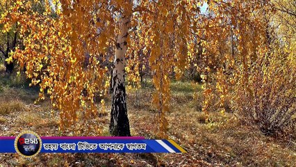 পৃথিবী বিখ্যাত ৫ টি আজব গাছ যা আপনি এর আগে দেখেননি