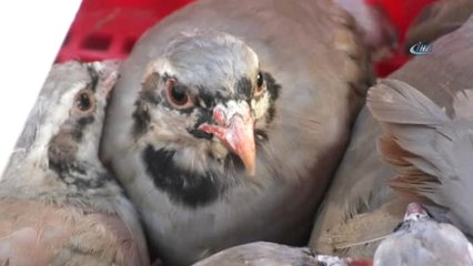 Bin 500 Kınalı Keklik Doğaya Salındı