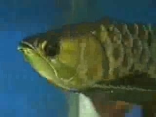 Farming the Asian Arowana in Singapore