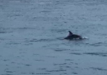 Yunuslar İstanbul Boğazı'nda Avlandı