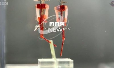 Canlı kas sahibi robot parmak, insan hareketleri yapıyor