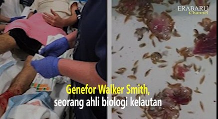 Hati Hati Merendam Kaki di Laut, Baru  Setengah Jam Sudah Berdarah-darah!!!