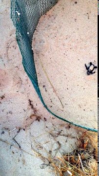 Puglia: bambini trovano sulla spiaggia uova di tartaruga Carretta carretta, ecco dove