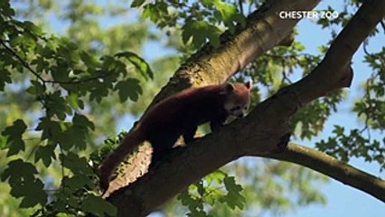 Лучшие видео недели о животных от агентства Рейтер