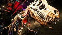 Dinosaurier Mysterien Die von der Wissenschaft noch nicht erklärt werden können!