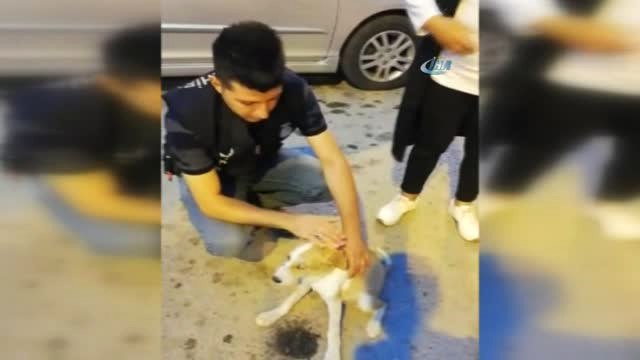 Yaralı Sokak Köpeğine Zabıta Sahip Çıktı
