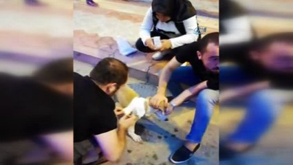 Yaralı sokak köpeğine zabıta sahip çıktı