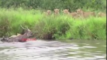 Unbelievable STRONG Waterbuck Knockout Lions To Escape From Group Hunting Lion Hunting Fail