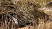 Amazing Baboon Chasing Cheetah To Save Impala Cheetah Hunting Fail