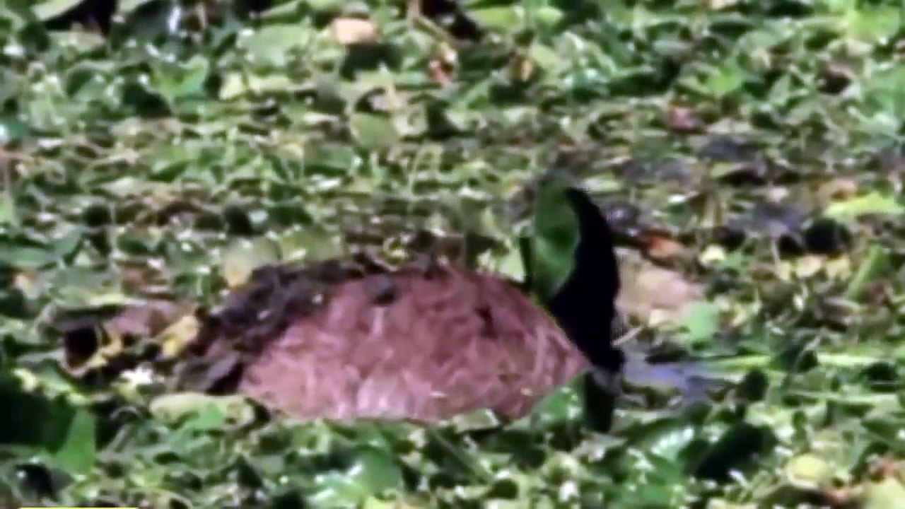 POWER Of The TIGER Crocodile Killed In A Minute the Strongest Big Cat in the World 2018