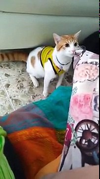 Même les chats fêtent les buts en Colombie