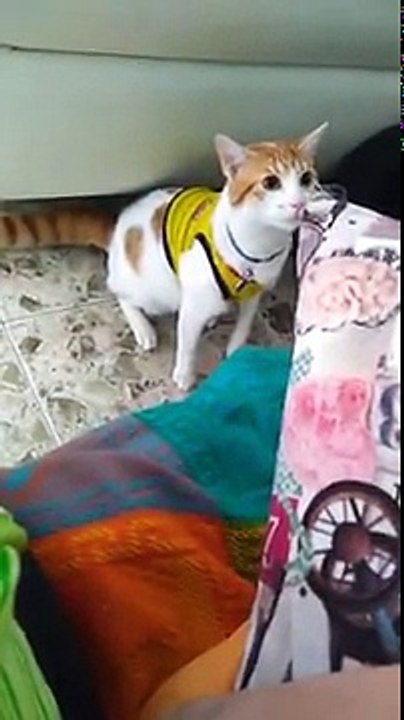 Même les chats fêtent les buts en Colombie