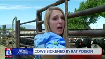 Rancher Finds Rat Poison Pellets in Cows' Water Toughs