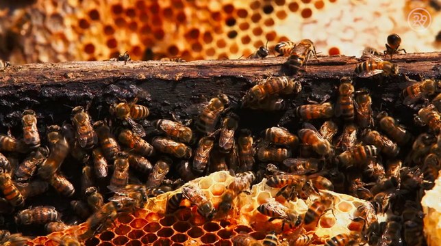 How Burt's Bees Lip Balm Is Made