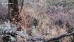 Tourists in South Africa encounter a rare pangolin during walking safari