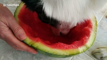 Bordier Collie eats half watermelon in less than two minutes