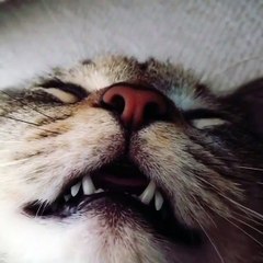 My cat sleeping like an angel