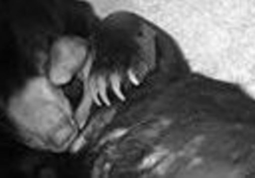 Chester Zoo Welcomes United Kingdom's First Rare Sun Bear