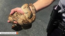 Someone Left A 5-Foot Snake In Rental Car