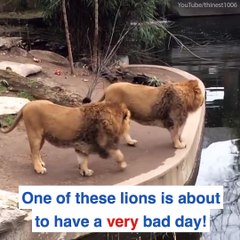 Not all lions have cat-like reflexes!