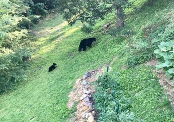 Bears Visit Tennessee Home for the Second Time