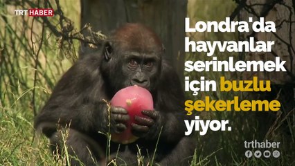 Londra'da hayvanlar buzlu şekerleme ile serinliyor