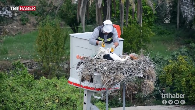 Yavru leylek ayağına takılan poşetten kurtarıldı