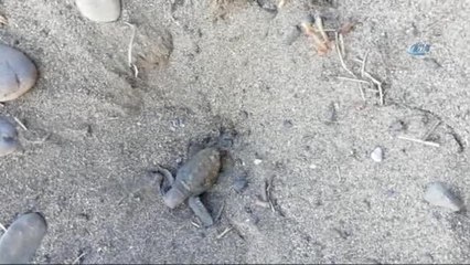 Yavru Caretta Carettaların Denize Yolculuğu Başladı