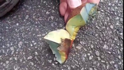 Mushroom turns blue as it's exposed to air