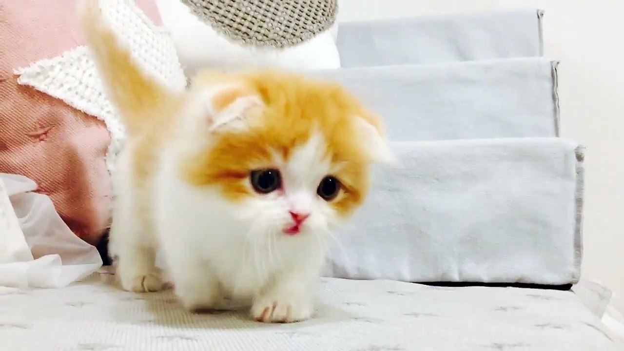 munchkin kitten playing video