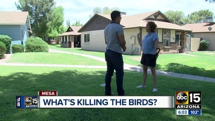 Heat and Disease Threaten Birds in Mesa 🐦