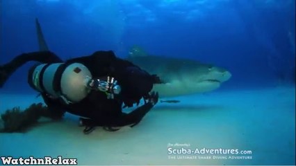 Wild Animals Showing Love to Human