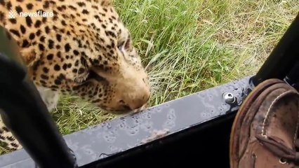 Fou : ce touriste laisse un guépard le toucher !