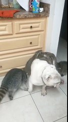 Des ratons laveurs font des papouilles à un chien