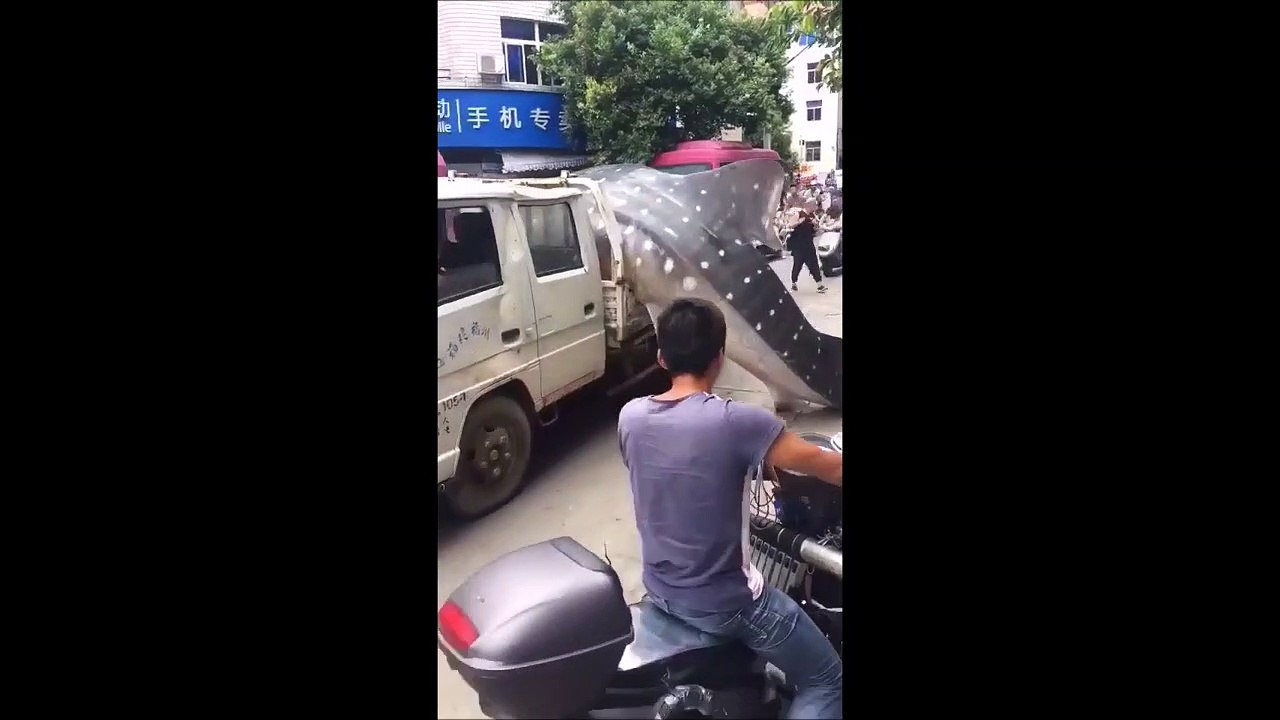 Voilà ce qu'on peut croiser en Thailande... Requin enorme dans une remorque