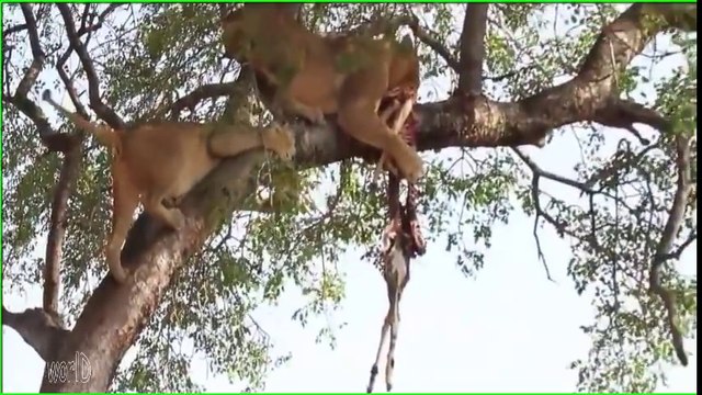 1 lion et 2 lionnes se retrouvent dans un arbre pour manger