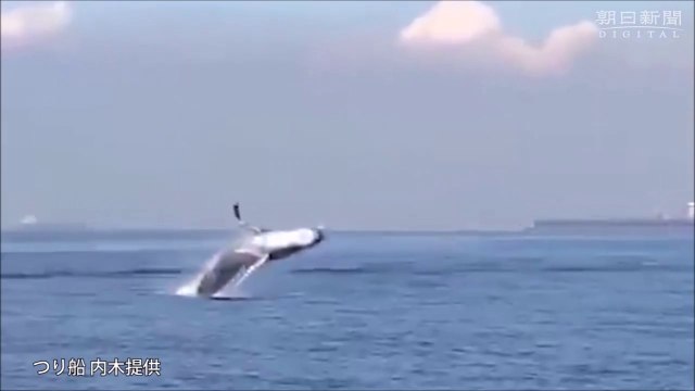 Une baleine fait des sauts incroyable dans la baie de Tokyo !