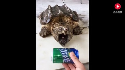 Sa tortue serpentine peut broyer n'importe quoi avec sa mâchoire