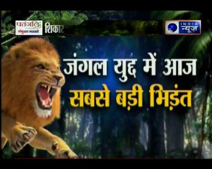 जंगल युद्ध: शेरनी की घात पर शेर ने किया शिकार