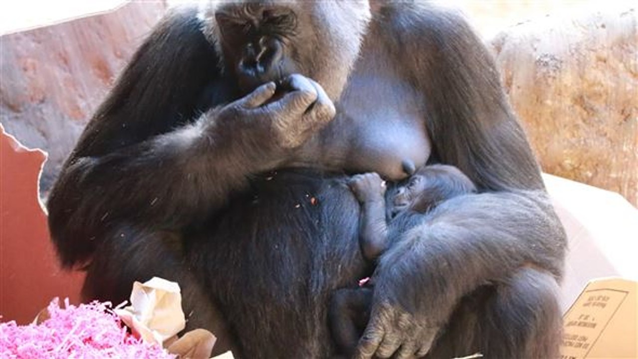 Babyparty für gorillas: nachwuchs im zoo von toronto