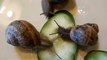 Pet Garden Helix Snails Feeding on Cucumbers, How to Care For Pet Helix Garden Snails