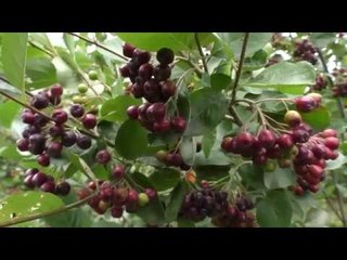 Familja Idrizaj nga Fshati Pacaj ka tri vite që kultivon aroninë - Lajme