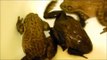 Pet Bullfrogs and Their Food Mealworms in Bath Tub.  Swamp Life, Catching American bullfrogs