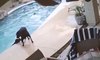 dog saves his friend from drowning non-swimmer pet fell into the family pool while home alone