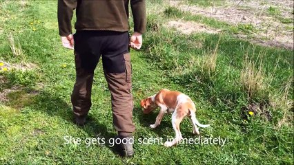 Bracco Italiano Kennel BiancoRosso Nelly on her first rabbit