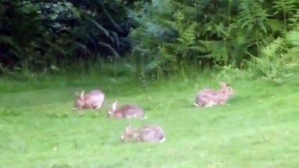 Wild rabbits playing in the dusk.