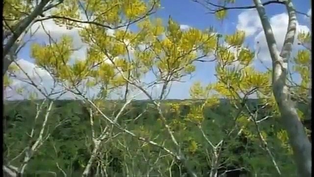 Nature Jaguar Year of the Cat ANIMAL DOCUMENTARY