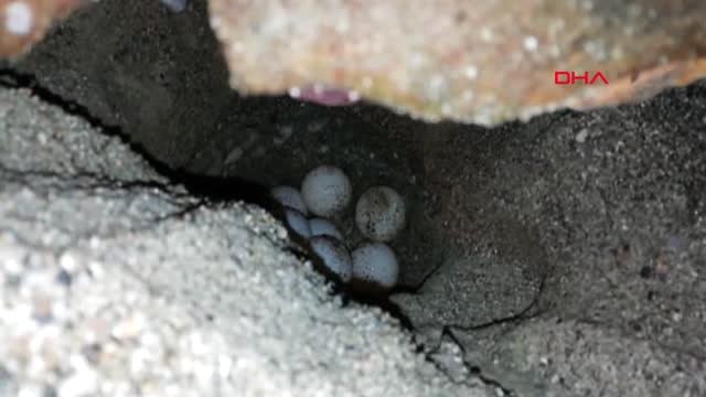 Muğla Yumurtadan Çıkan Caretta Carettalar Denizle Buluşuyor